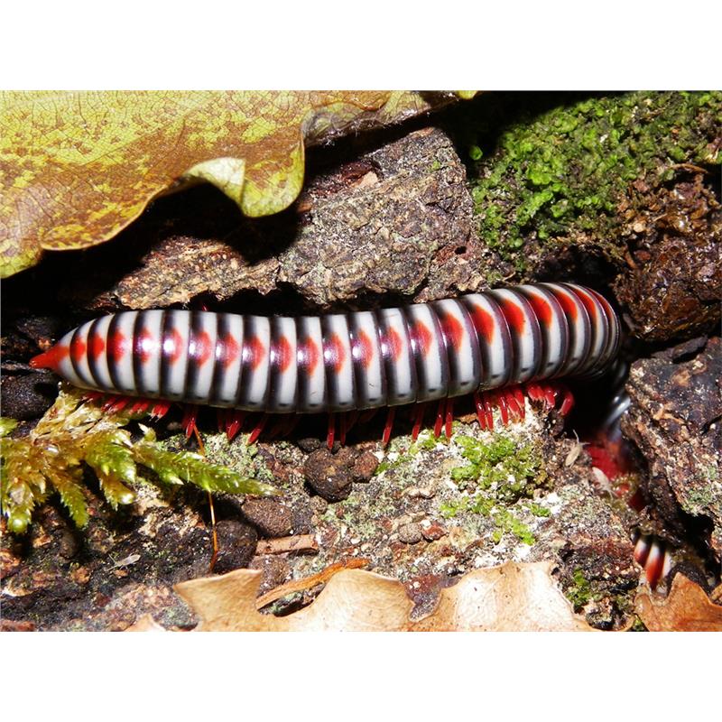 Tonkinbolus dolfusi - imagine 5